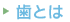 歯とは